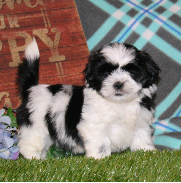 AKC-Black-and-White-Shih-Tzu-Puppy-standing-on-grass
