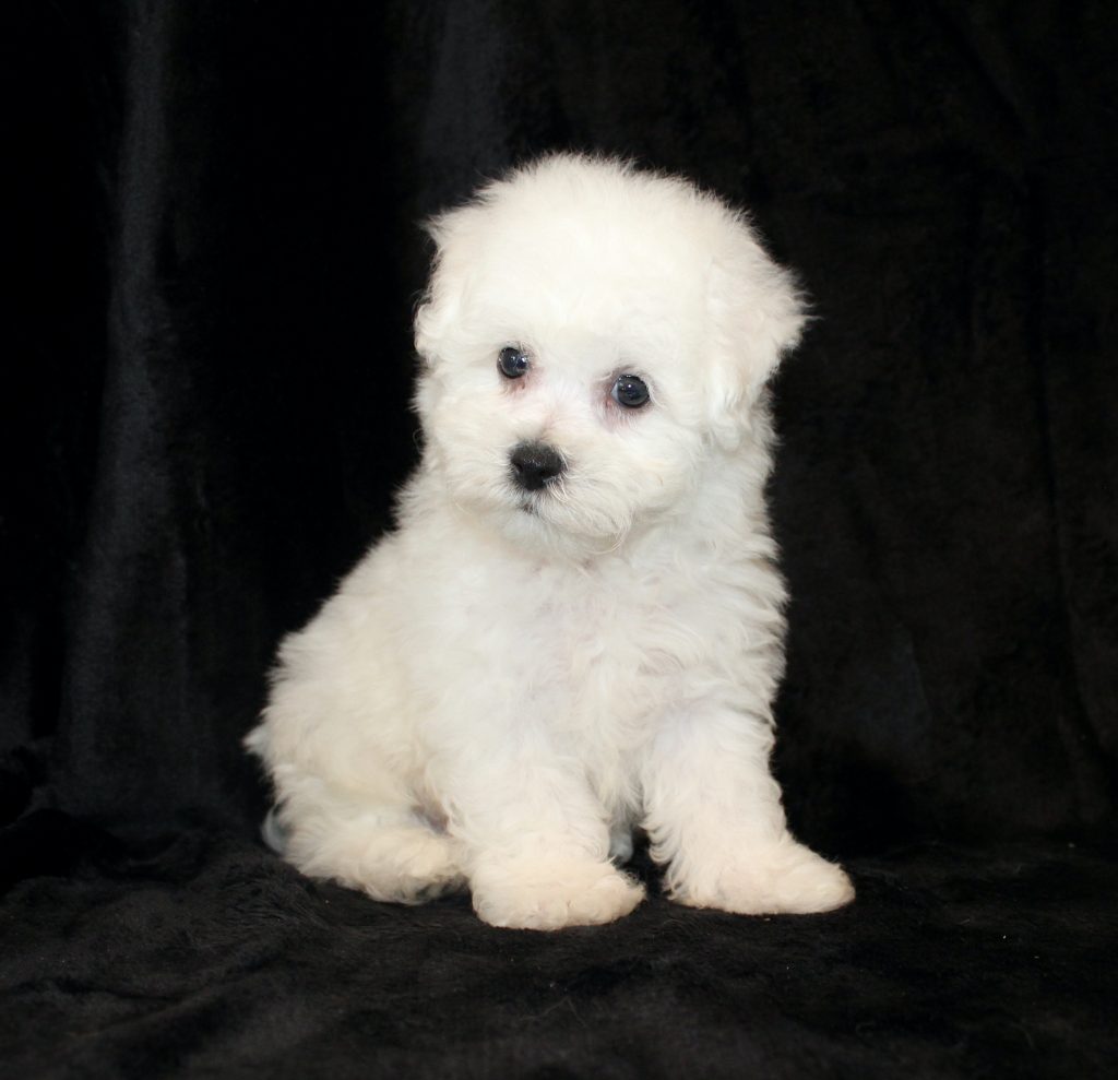 AKC-white-Bichon-Frise-puppy-sitting-on-black-blanket