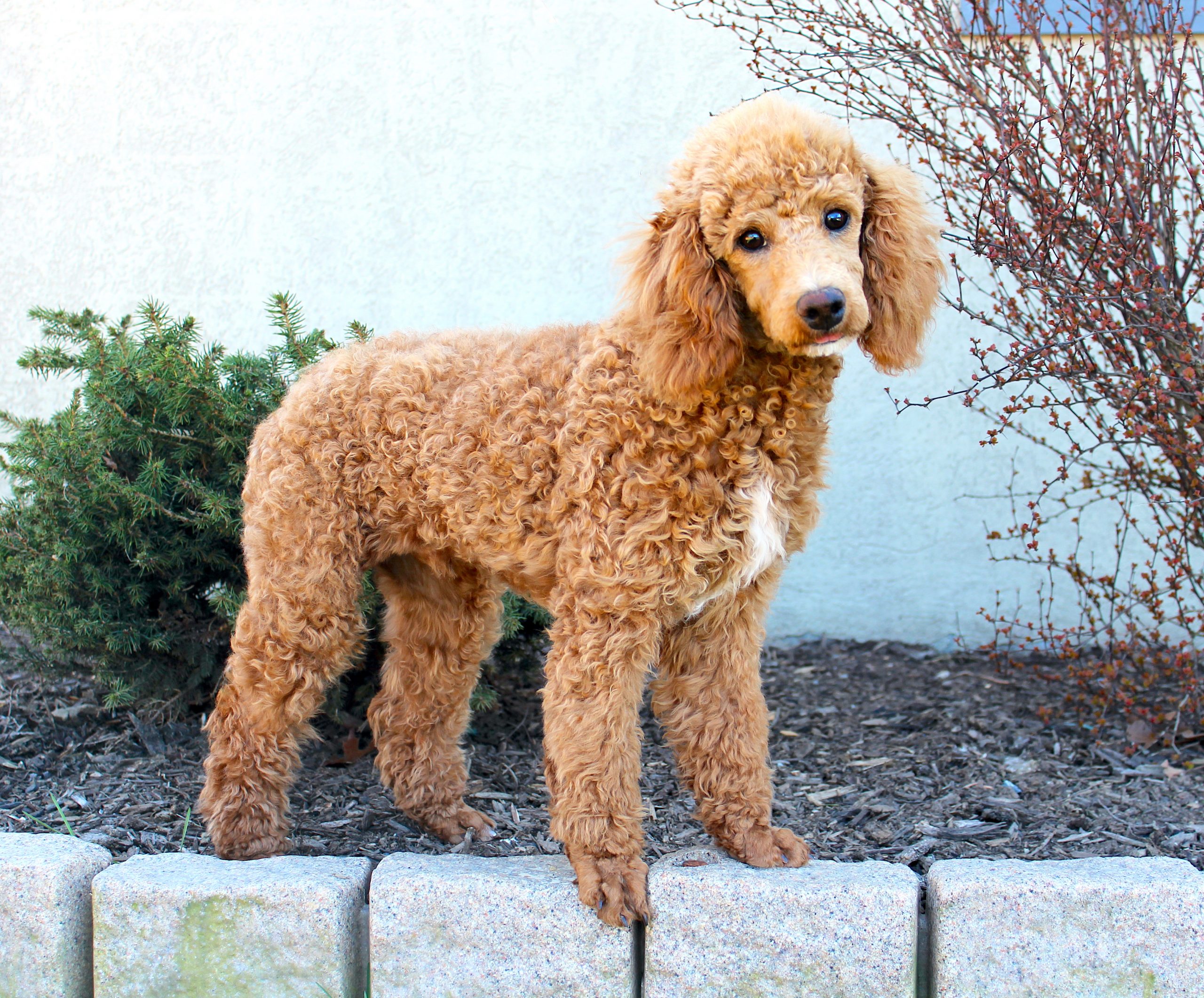 akc-red-mini-poodle-stud-for-sale-in-pa