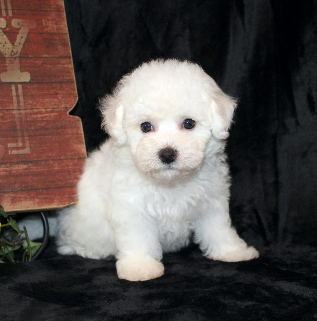 an akc Bichon Frise puppy for sale in pa