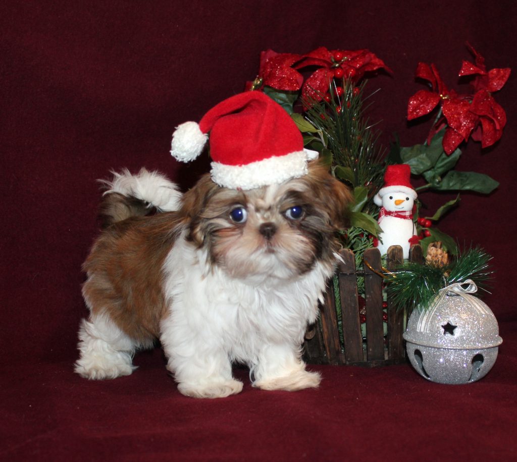Shih Tzu puppy with santa hat on