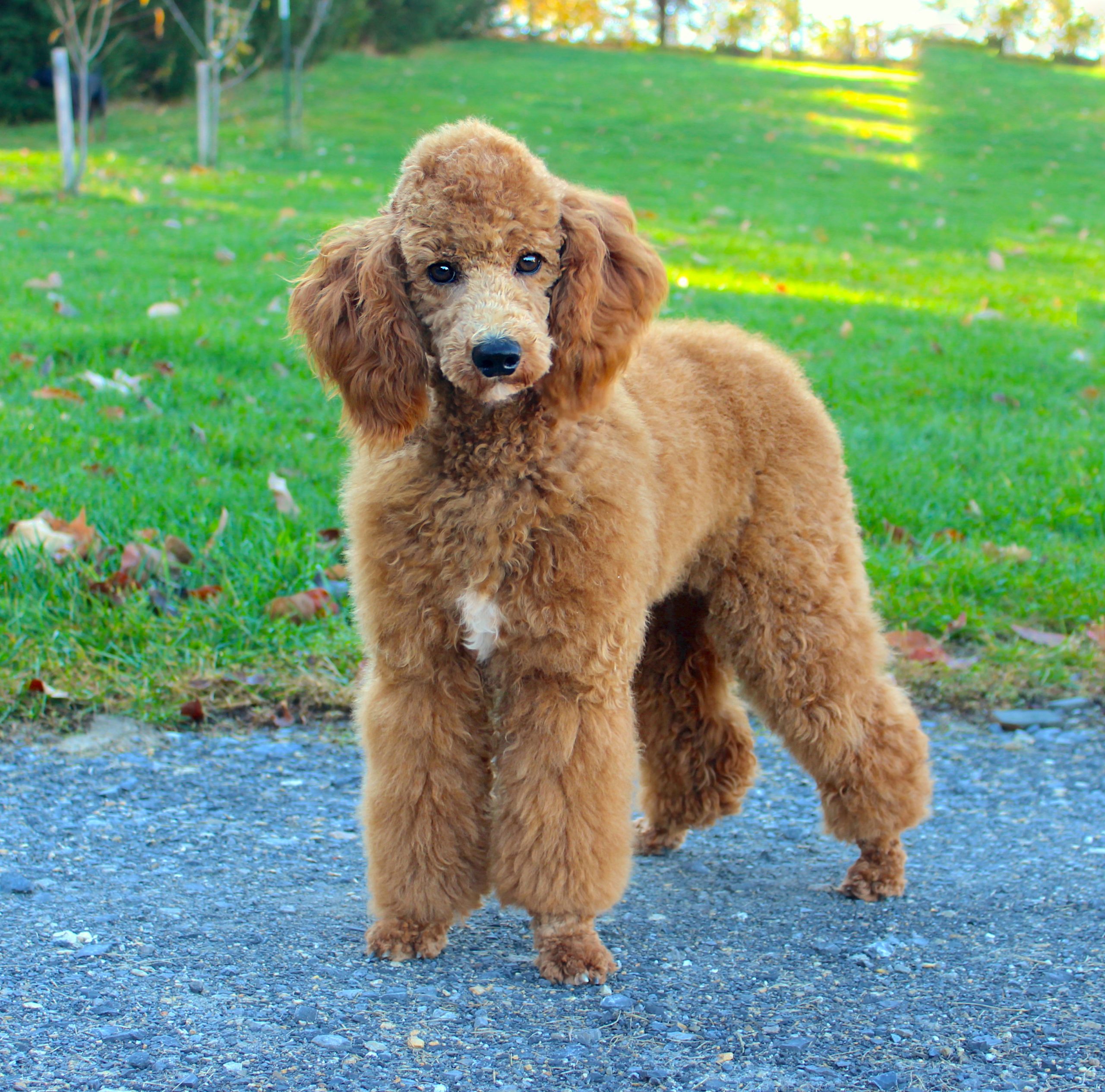 AKC-dark-red-Miniature-Poodle-standing-in-green-grass