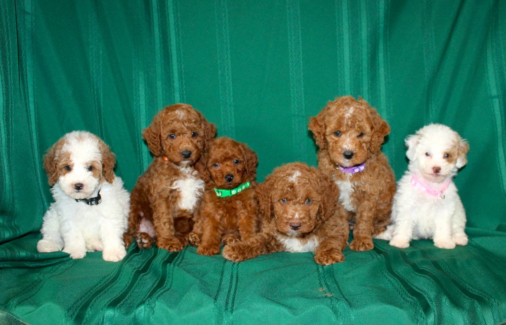 AKC-Miniature-Poodle puppies-sitting-on-a-green-blanket