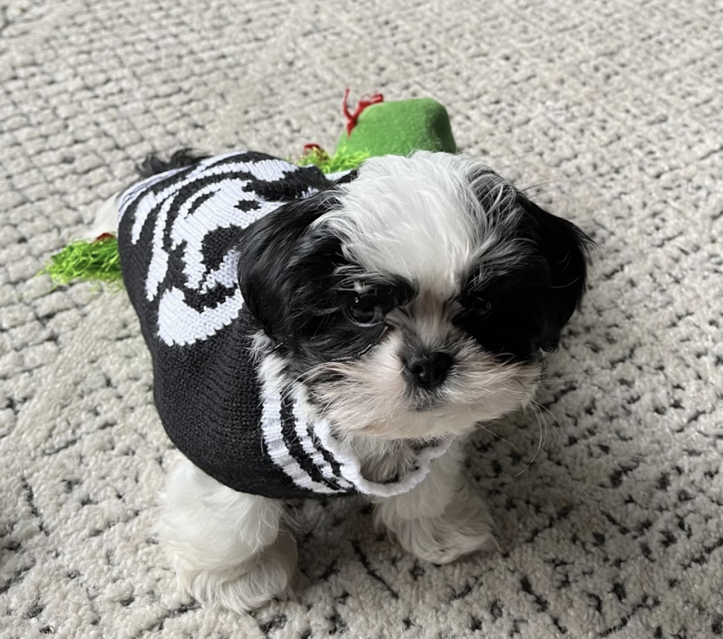 Shih Tzu puppy with sweater on